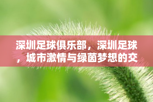 深圳足球俱乐部，深圳足球，城市激情与绿茵梦想的交响曲