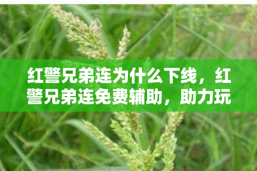 红警兄弟连为什么下线，红警兄弟连免费辅助，助力玩家提升游戏体验的利器