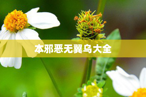 本邪恶无翼乌大全 本邪恶无翼乌大全