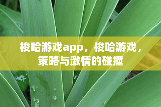梭哈游戏app，梭哈游戏，策略与激情的碰撞