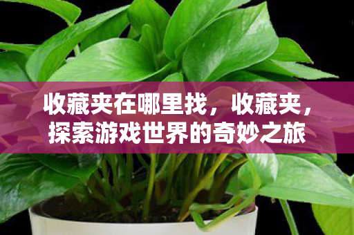 收藏夹在哪里找，收藏夹，探索游戏世界的奇妙之旅