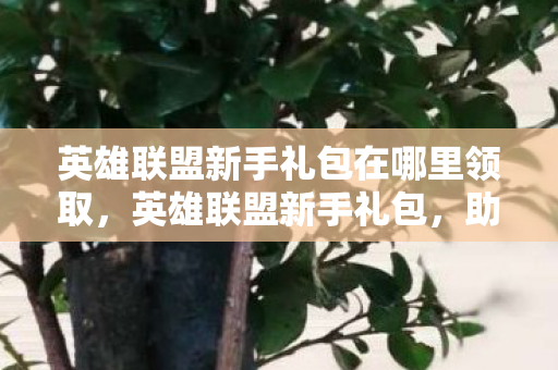 英雄联盟新手礼包在哪里领取，英雄联盟新手礼包，助你快速上手的必备神器