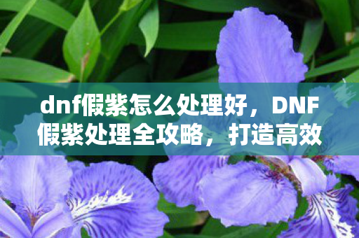 dnf假紫怎么处理好，DNF假紫处理全攻略，打造高效装备处理流程
