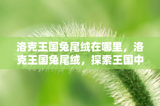 洛克王国兔尾绒在哪里，洛克王国兔尾绒，探索王国中的柔软奇迹