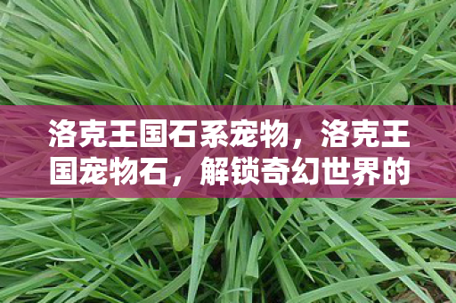 洛克王国石系宠物，洛克王国宠物石，解锁奇幻世界的神秘力量