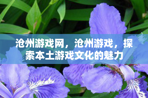 沧州游戏网，沧州游戏，探索本土游戏文化的魅力