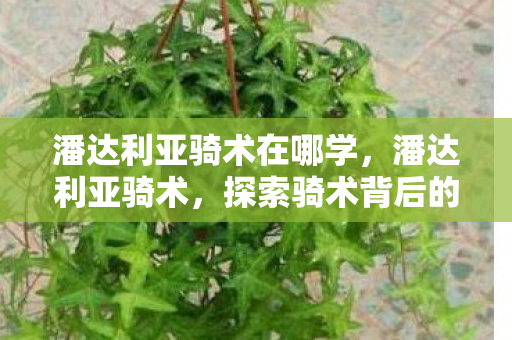 潘达利亚骑术在哪学，潘达利亚骑术，探索骑术背后的奇幻世界