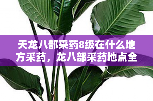 天龙八部采药8级在什么地方采药，龙八部采药地点全解析，探寻游戏中的天然药园