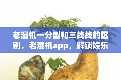 老湿机一分型和三线线的区别,老湿机app,解锁娱乐新体验,尽享高清影视盛宴 老湿机一分型和三线线的区别,老湿机app,解锁娱乐新体验,尽享高清影视盛宴