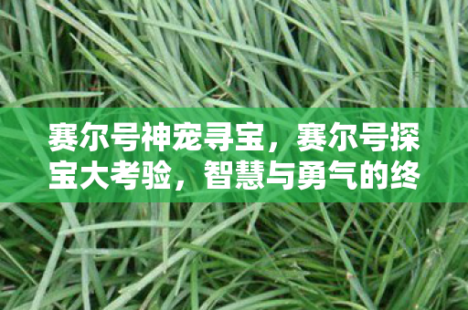 赛尔号神宠寻宝，赛尔号探宝大考验，智慧与勇气的终极试炼
