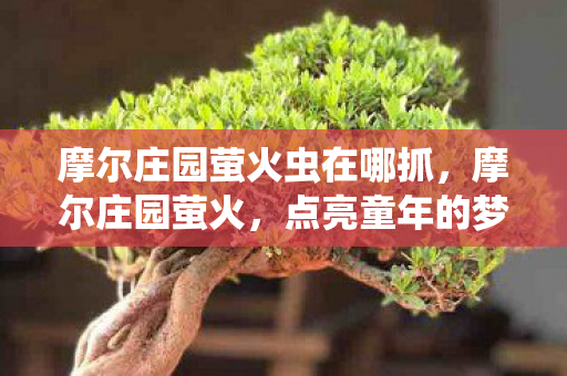 摩尔庄园萤火虫在哪抓,摩尔庄园萤火,点亮童年的梦幻之光 摩尔庄园萤火虫在哪抓,摩尔庄园萤火,点亮童年的梦幻之光