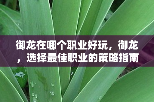 御龙在哪个职业好玩,御龙,选择最佳职业的策略指南 御龙在哪个职业好玩,御龙,选择最佳职业的策略指南