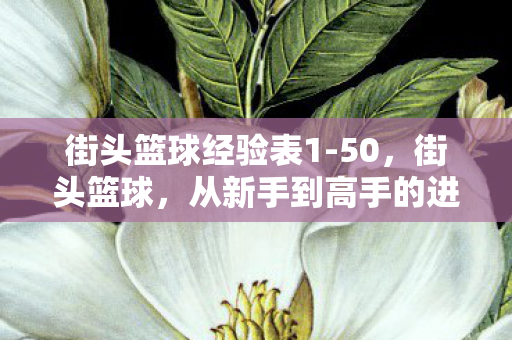 街头篮球经验表1-50，街头篮球，从新手到高手的进阶之路