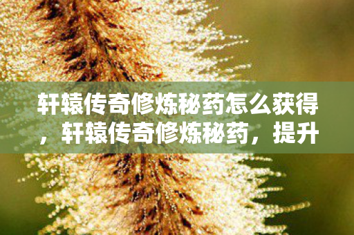 轩辕传奇修炼秘药怎么获得，轩辕传奇修炼秘药，提升角色实力的神秘药剂