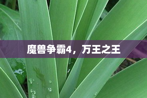 魔兽争霸4，万王之王