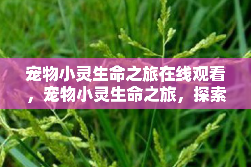 宠物小灵生命之旅在线观看，宠物小灵生命之旅，探索宠物成长与陪伴的奇妙旅程