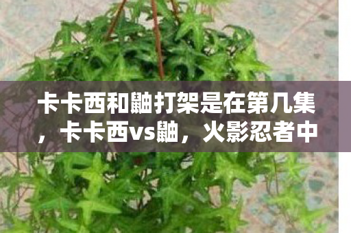 卡卡西和鼬打架是在第几集,卡卡西vs鼬,火影忍者中的经典对决 卡卡西和鼬打架是在第几集,卡卡西vs鼬,火影忍者中的经典对决
