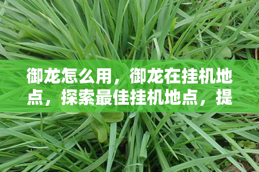 御龙怎么用，御龙在挂机地点，探索最佳挂机地点，提升游戏效率