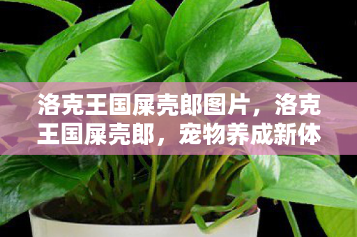 洛克王国屎壳郎图片，洛克王国屎壳郎，宠物养成新体验