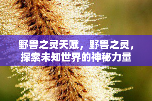 野兽之灵天赋,野兽之灵,探索未知世界的神秘力量 野兽之灵天赋,野兽之灵,探索未知世界的神秘力量