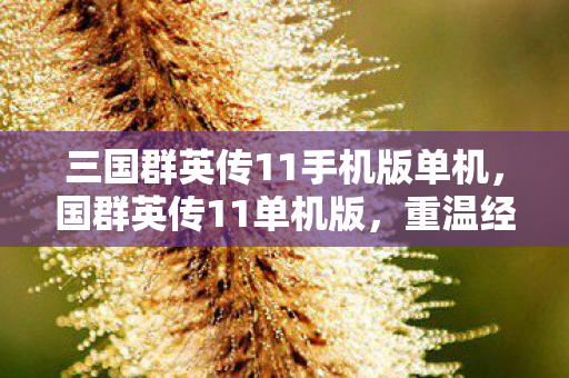 三国群英传11手机版单机,国群英传11单机版,重温经典,尽享单机乐趣 三国群英传11手机版单机,国群英传11单机版,重温经典,尽享单机乐趣