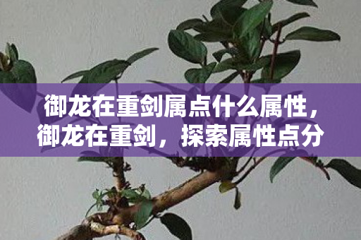 御龙在重剑属点什么属性，御龙在重剑，探索属性点分配的奥秘