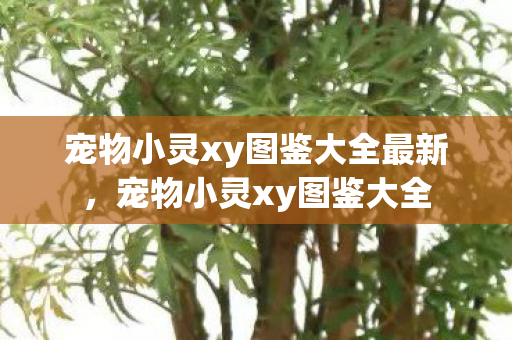 宠物小灵xy图鉴大全最新，宠物小灵xy图鉴大全