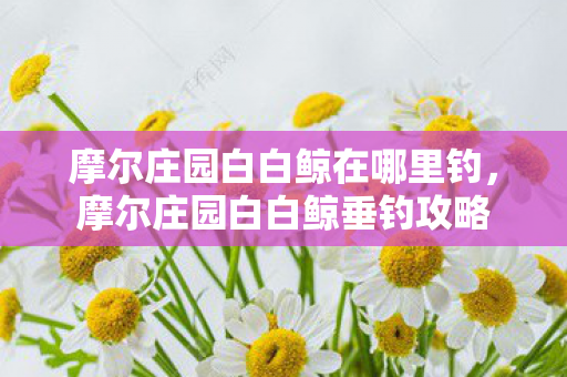 摩尔庄园白白鲸在哪里钓,摩尔庄园白白鲸垂钓攻略 摩尔庄园白白鲸在哪里钓,摩尔庄园白白鲸垂钓攻略