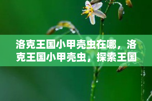 洛克王国小甲壳虫在哪,洛克王国小甲壳虫,探索王国中的奇妙生物 洛克王国小甲壳虫在哪,洛克王国小甲壳虫,探索王国中的奇妙生物