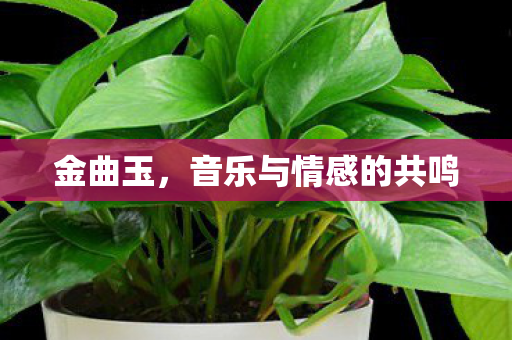 金曲玉,音乐与情感的共鸣 金曲玉,音乐与情感的共鸣
