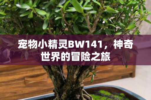 宠物小精灵BW141,神奇世界的冒险之旅 宠物小精灵BW141,神奇世界的冒险之旅