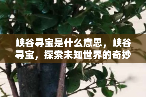 峡谷寻宝是什么意思,峡谷寻宝,探索未知世界的奇妙之旅 峡谷寻宝是什么意思,峡谷寻宝,探索未知世界的奇妙之旅