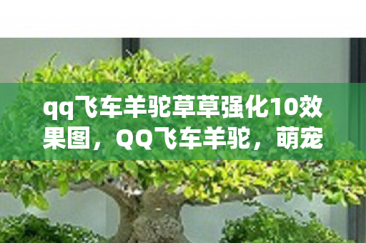 qq飞车羊驼草草强化10效果图,QQ飞车羊驼,萌宠背后的速度与激情 qq飞车羊驼草草强化10效果图,QQ飞车羊驼,萌宠背后的速度与激情