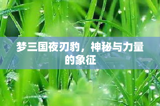 梦三国夜刃豹,神秘与力量的象征 梦三国夜刃豹,神秘与力量的象征
