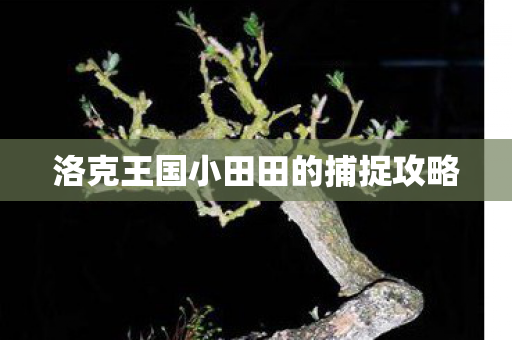 洛克王国小田田的捕捉攻略 洛克王国小田田的捕捉攻略