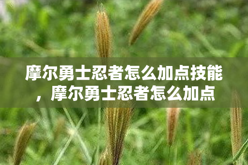 摩尔勇士忍者怎么加点技能,摩尔勇士忍者怎么加点 摩尔勇士忍者怎么加点技能,摩尔勇士忍者怎么加点