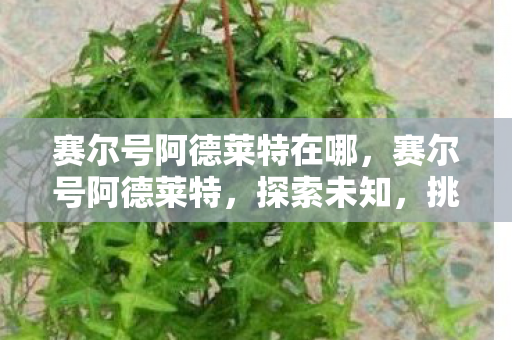 赛尔号阿德莱特在哪,赛尔号阿德莱特,探索未知,挑战极限 赛尔号阿德莱特在哪,赛尔号阿德莱特,探索未知,挑战极限