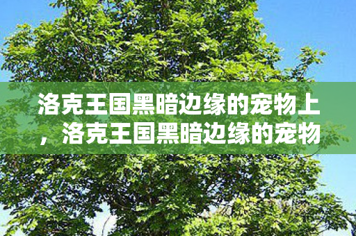洛克王国黑暗边缘的宠物上，洛克王国黑暗边缘的宠物，探索未知与神秘的冒险之旅