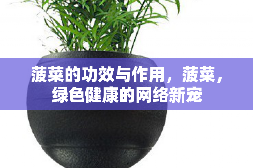 菠菜的功效与作用,菠菜,绿色健康的网络新宠 菠菜的功效与作用,菠菜,绿色健康的网络新宠