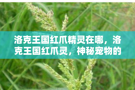 洛克王国红爪精灵在哪,洛克王国红爪灵,神秘宠物的传奇故事 洛克王国红爪精灵在哪,洛克王国红爪灵,神秘宠物的传奇故事