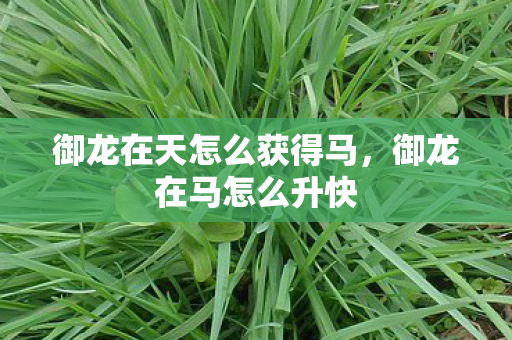 御龙在天怎么获得马，御龙在马怎么升快