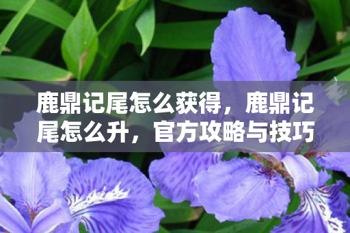 鹿鼎记尾怎么获得,鹿鼎记尾怎么升,官方攻略与技巧 鹿鼎记尾怎么获得,鹿鼎记尾怎么升,官方攻略与技巧