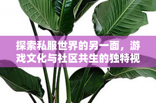 探索私服世界的另一面，游戏文化与社区共生的独特视角