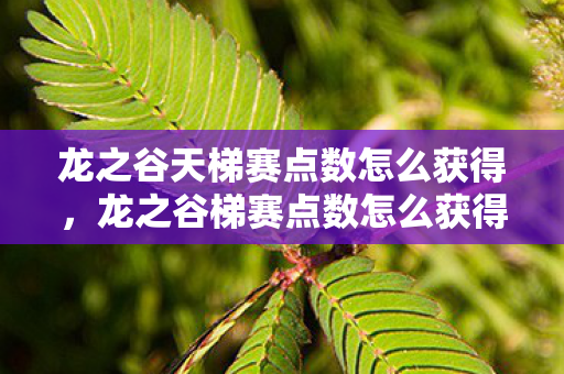 龙之谷天梯赛点数怎么获得,龙之谷梯赛点数怎么获得 龙之谷天梯赛点数怎么获得,龙之谷梯赛点数怎么获得