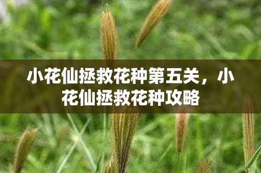 小花仙拯救花种第五关,小花仙拯救花种攻略 小花仙拯救花种第五关,小花仙拯救花种攻略