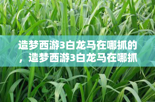 造梦西游3白龙马在哪抓的,造梦西游3白龙马在哪抓 造梦西游3白龙马在哪抓的,造梦西游3白龙马在哪抓