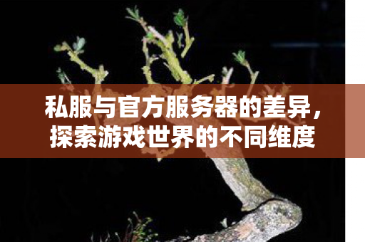 私服与官方服务器的差异,探索游戏世界的不同维度 私服与官方服务器的差异,探索游戏世界的不同维度
