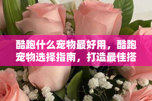 酷跑什么宠物最好用,酷跑宠物选择指南,打造最佳搭配 酷跑什么宠物最好用,酷跑宠物选择指南,打造最佳搭配
