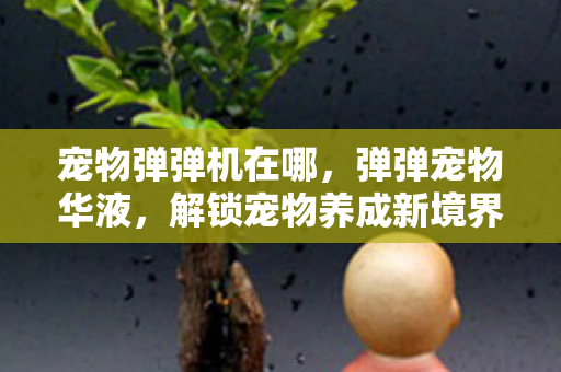 宠物弹弹机在哪,弹弹宠物华液,解锁宠物养成新境界 宠物弹弹机在哪,弹弹宠物华液,解锁宠物养成新境界