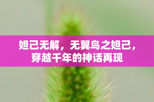 妲己无解,无翼鸟之妲己,穿越千年的神话再现 妲己无解,无翼鸟之妲己,穿越千年的神话再现